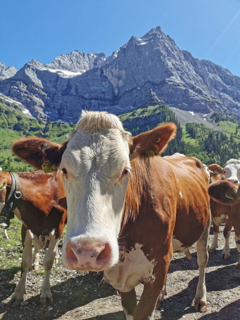 Der Almsommer auf der Eng Alm im Karwendel